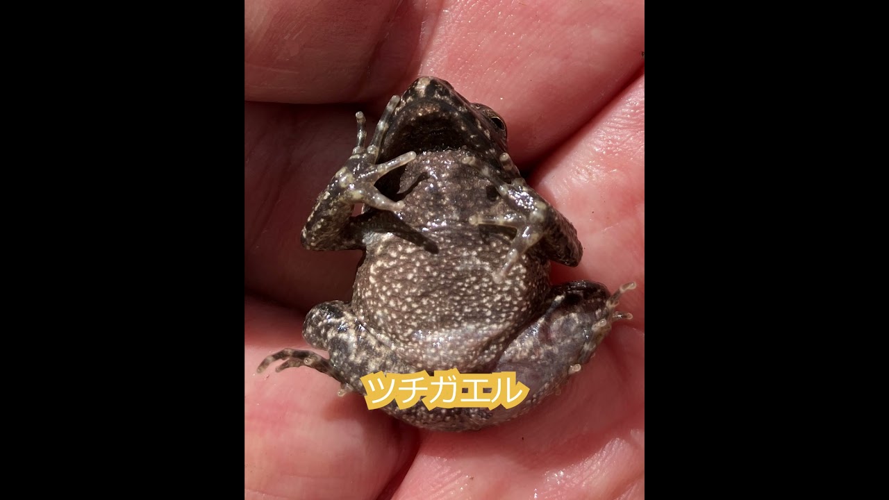 北広島町の自然 - 一般社団法人 広島県鳥獣対策等地域支援機構