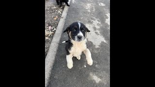 Rescue Dog från Rumänien till Stockholm