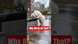 Does Anyone Know Why He’s Doing This?