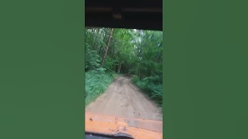 Forest Adventures: RZR Turbo Polaris Exploring Deep Rorest #rzr #forest #adventure #polaris