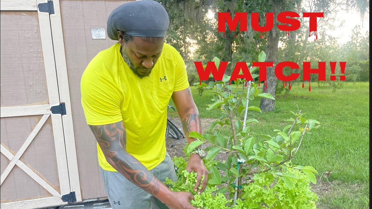 Easiest Way To Grow Your Leafy Green Vegetables GUARANTEED YouTube easiest-way-to-grow-your-leafy-green-vegetables-guaranteed-youtube