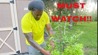 Easiest way to grow your leafy green vegetables GUARANTEED