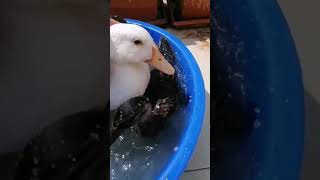 🦆=💛 I love Ducks #shorts