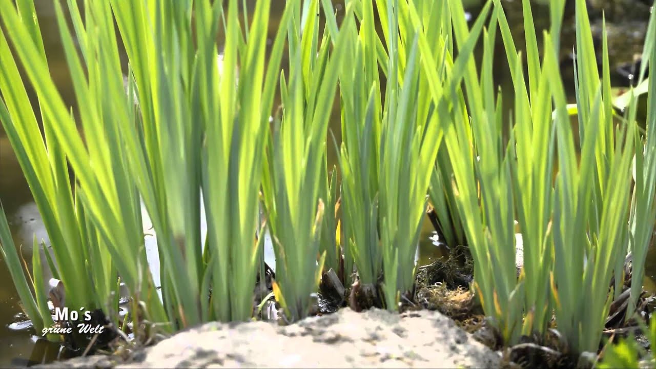 Colour your Life - Wasserpflanzen - YouTube