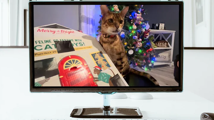 Video 9693031: bengalcat cats cute funny, bengalcat cat animal, collection