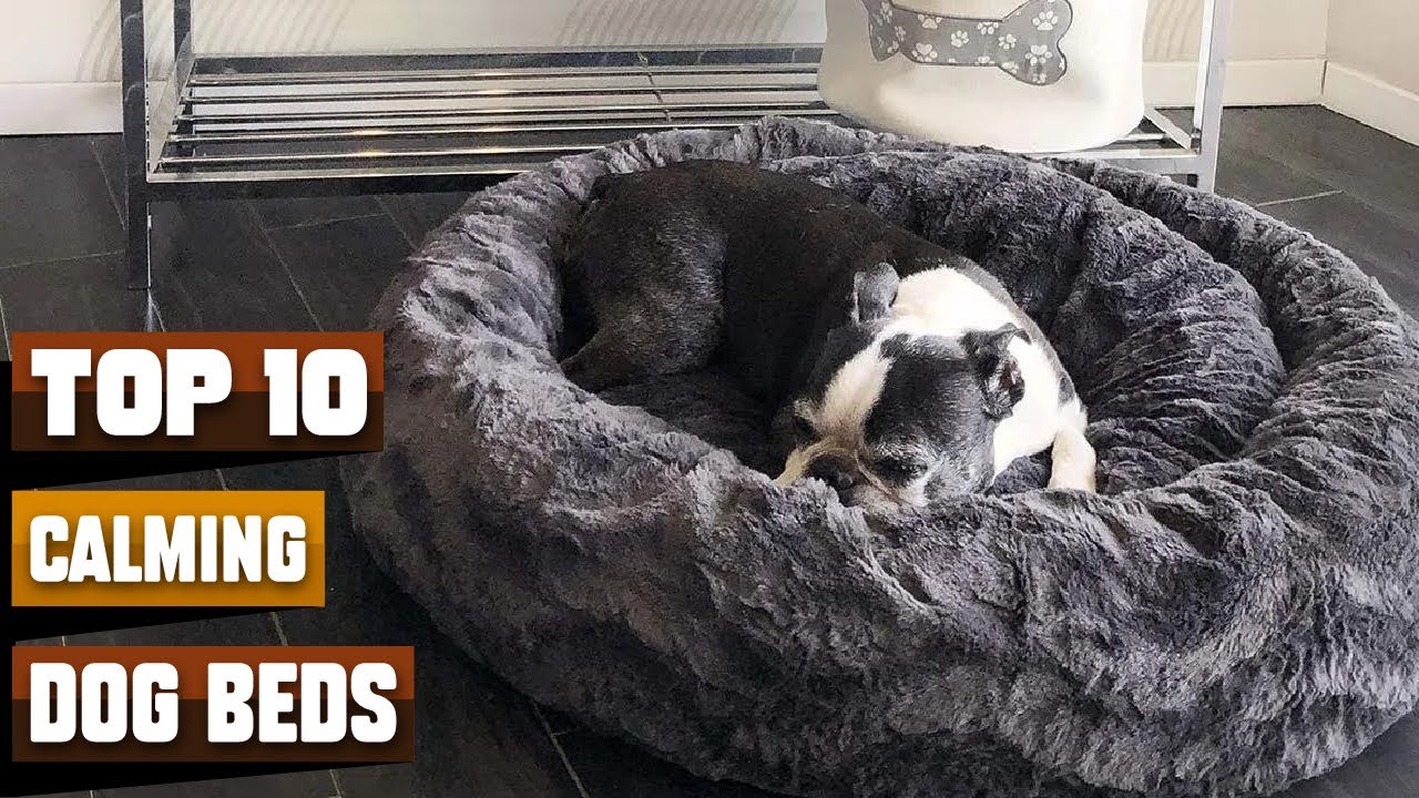Best Calming Dog Beds on Amazon YouTube