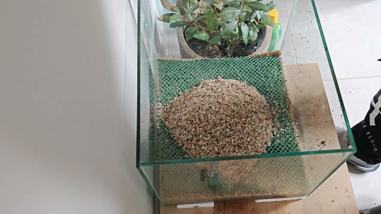 zakładam akwarium Low-Tech na wodzie RO co to będzie co to będzie ;) 15 lutego 2026