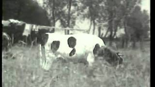 SBS Ident (1987)