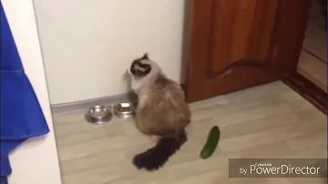 Est Ce Que Les Chat Peuvent Manger Du Concombre Est Ce Que Les Chat Peuvent Manger Du Concombre