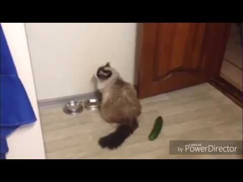 Vidéo: Les chats ont-ils peur des concombres ?