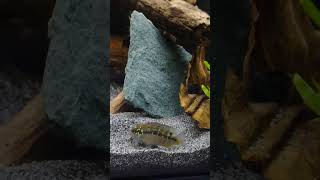 Ivanacara Bimaculata.