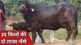 25 किलो की दो भैंसे, कांटे के तोल में बिक्री के लिए उपलब्ध || Sharma Dairy Farm (8685022015)