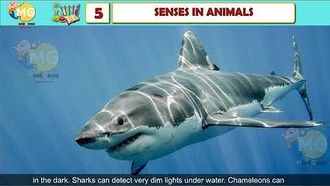 SENSES OF ANIMALS || CHAPTER 5 || CLASS 5|| EVS || FREE ONLINE LEARNING CLASS