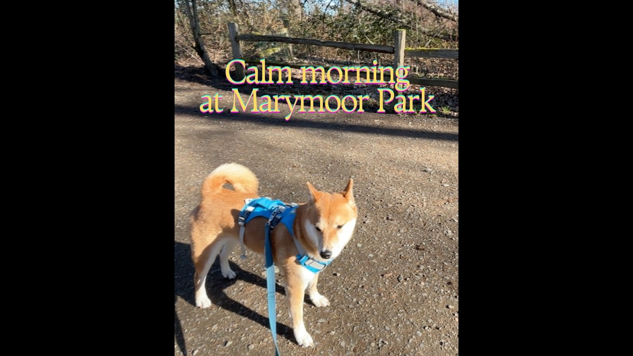 Sunny Winter Walk at Marymoor Dog Park | Relaxing Ambient Nature Sounds