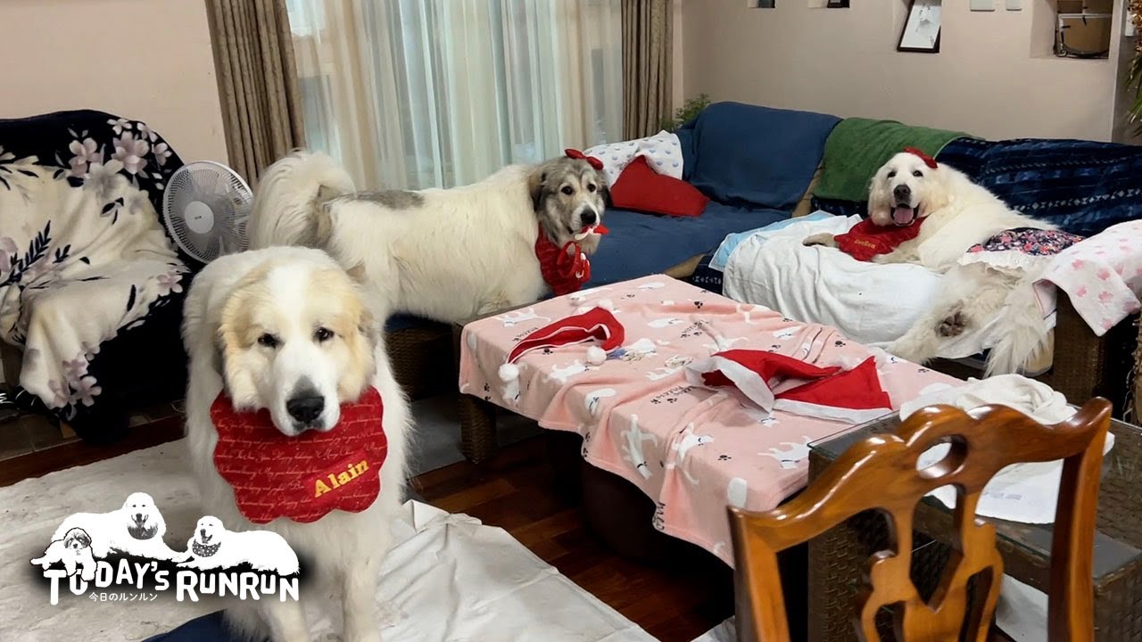 家族みんなで仲良くＸmasをすごしたルンルンとアランとベルです　Great Pyrenees　グレートピレニーズ