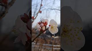 Cherry Blossom Blooming Start In Korean 2026