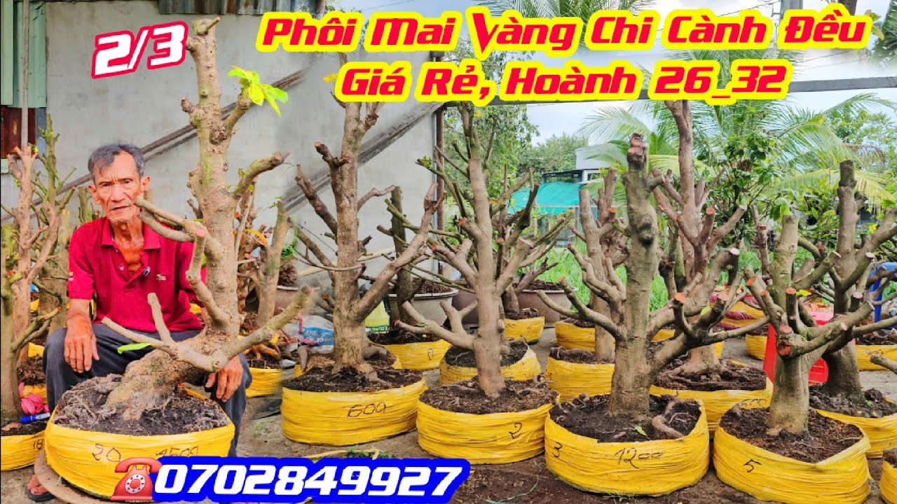 #ChúNgân_0702849927, Chào Bán 2/3, Phôi Mai Vàng Hoành từ 26_32, Chi Cành Đều, Giá Rẻ/ CS Cần Thơ