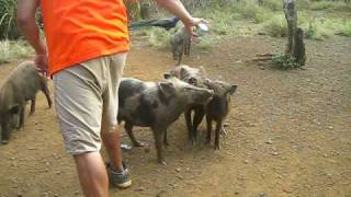 Kipu Falls Ranch ATV tours.AVI