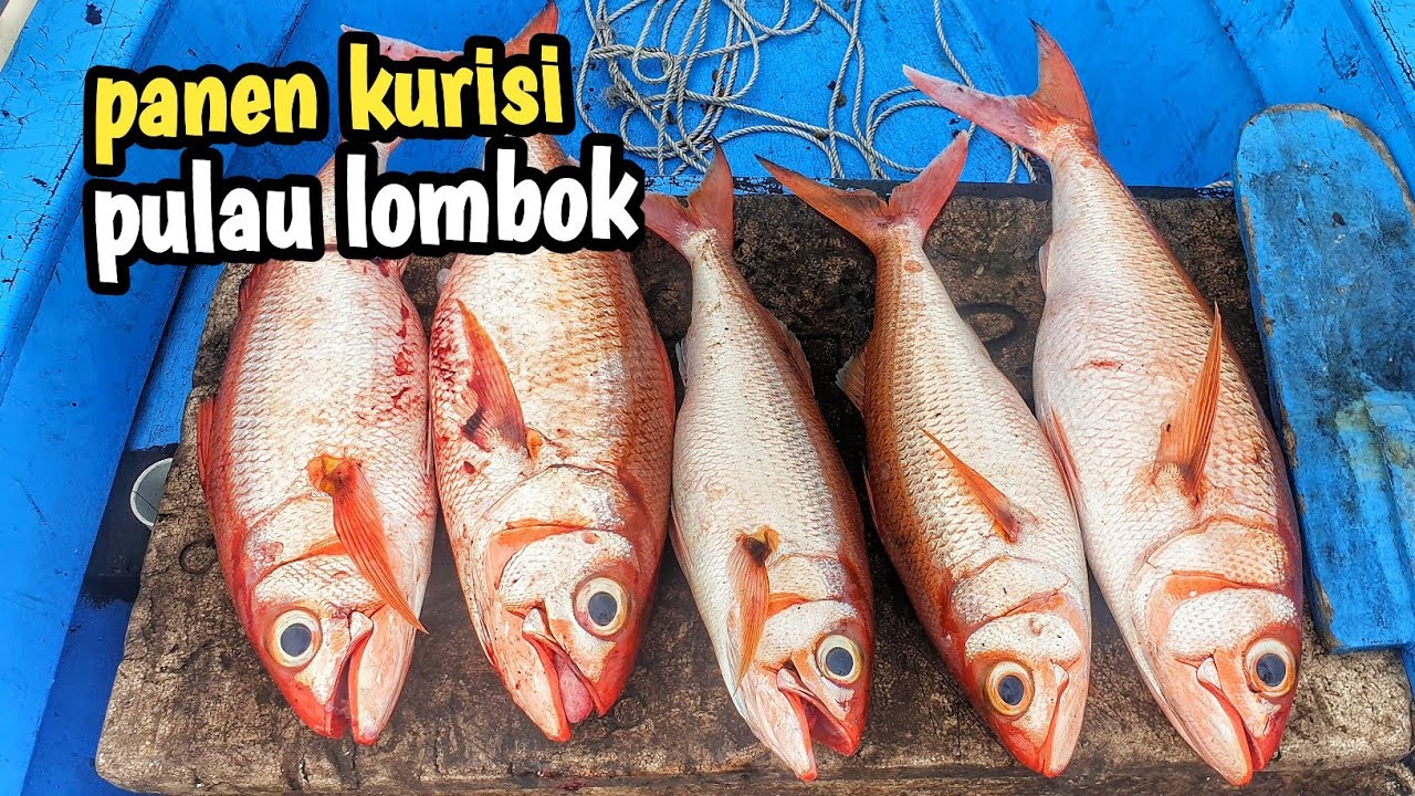 Mancing tepat di sarang nya ikan ruby snapper - sampai di dasar langsung di sambar 🔥🔥