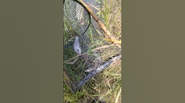 Thăm lờ cá dính toàn cá thác lác | vùng miền tây | #shorts #fishing