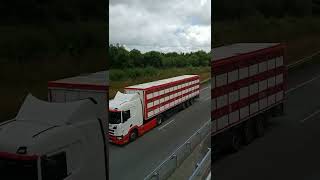 Scania transport ? bétaillère #scania #echappement #fumée #libre #scania #v8