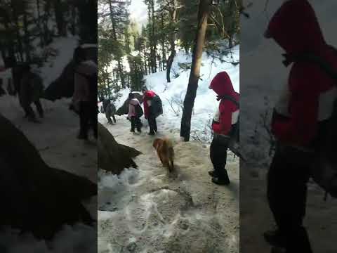 فيديو: كلاب جبال الهيمالايا