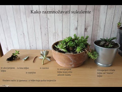 Video: Kako uzgajati sukulente od marmorata: savjeti za njegu sukulenta marmorata