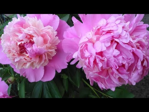 牡丹花與芍藥peony And Peony Youtube