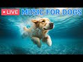  dog musicsoothing music for dogsseparation anxiety music for dog relaxation