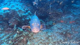 Jojo the Grouper, Two-Face's Secretary