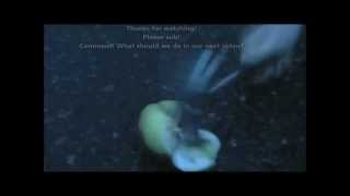 EXPLODING FRUITS! (SLOW MOTION)