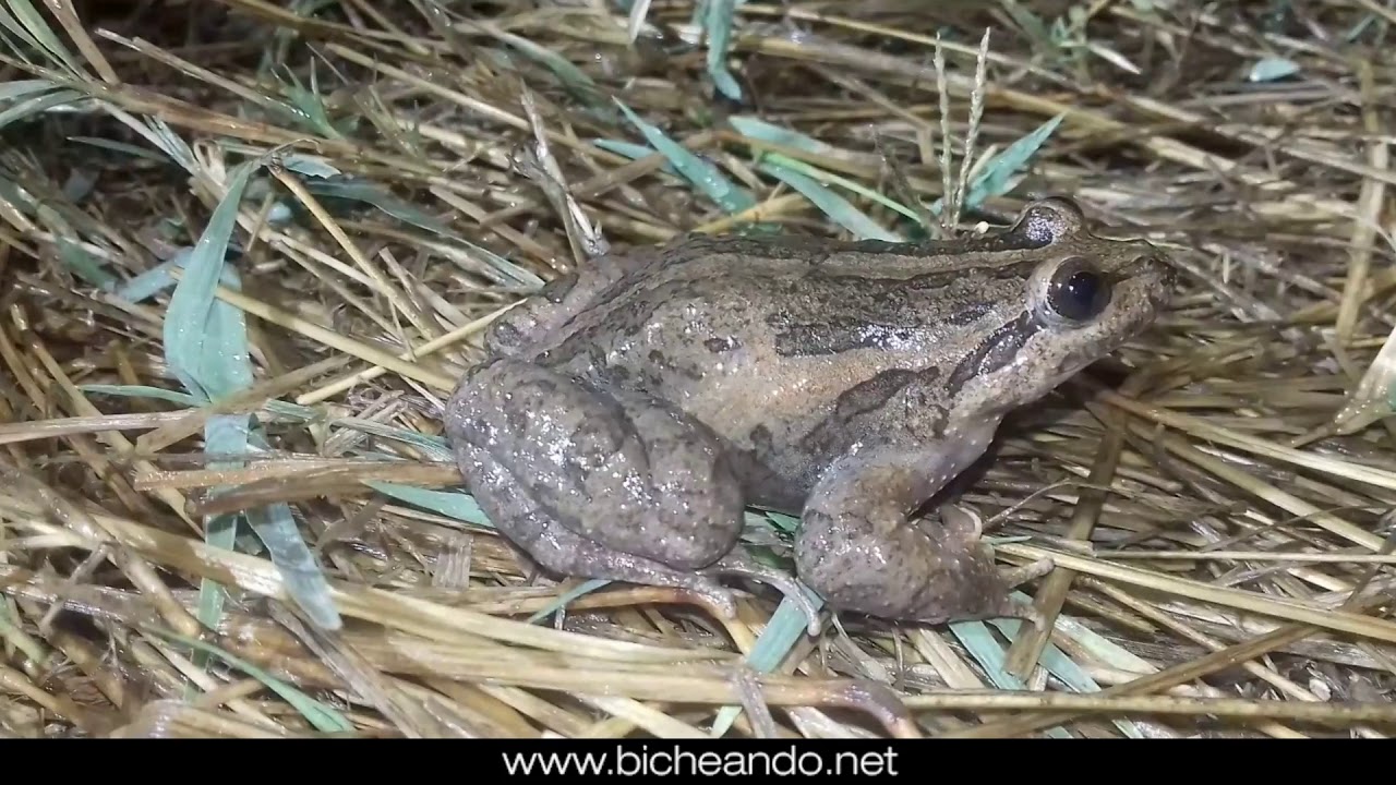 El sapillo pintojo ibérico (Discoglossus galganoi) por el sureste de Madrid.