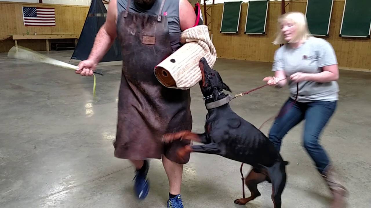 Powerhouse Doberman "Judge" 1 Yr Old Protection Development Training