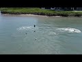 Drone footage of dolphin playing with photographer