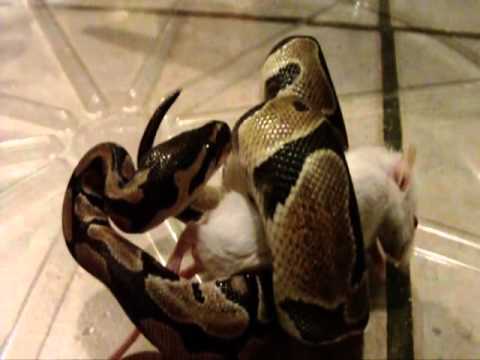 python vs mouse 14 / Zophidian DERP DERP!! - YouTube