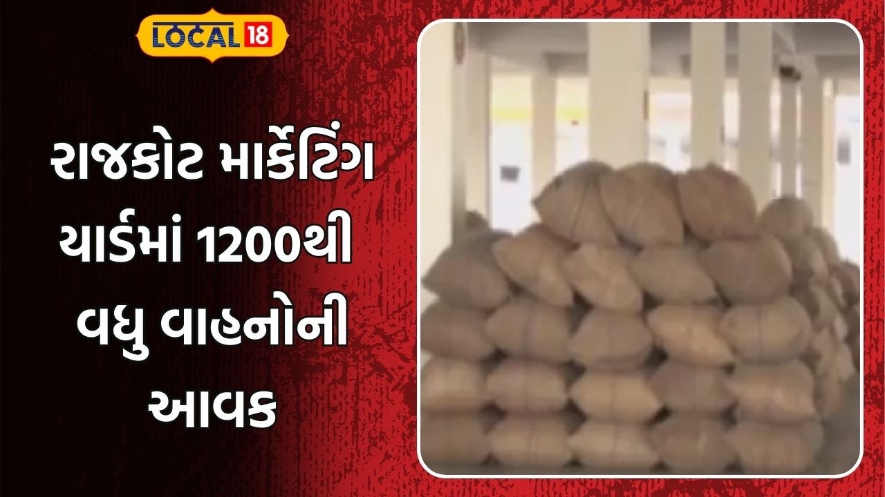 Gondal Yard | રાજકોટ માર્કેટિંગ યાર્ડમાં 1200થી વધુ વાહનોની આવક, સૌથી વધુ ઘઉં અને જીરાની આવક | Wheat