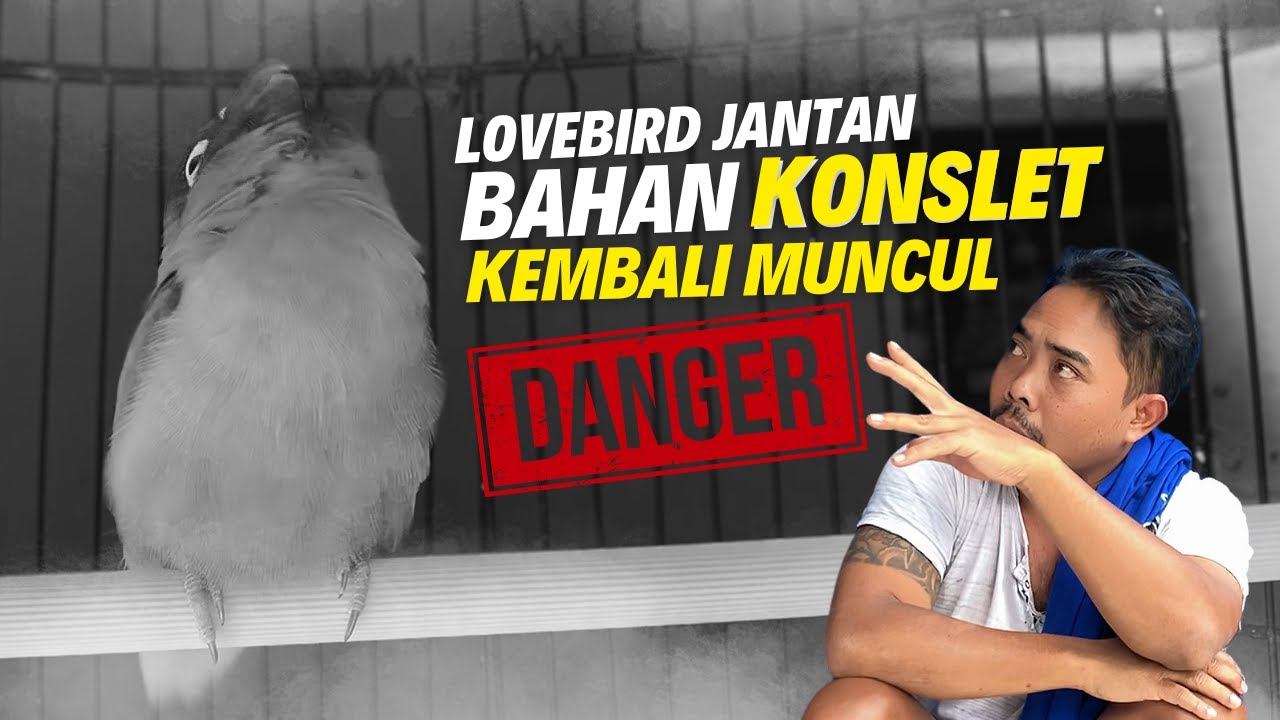 SEMUDAH ITUKAH ? BAHAN KONSLET LOVEBIRD JANTAN RING RHN