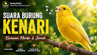 MASTERAN KENARI GACOR PANJANG 🔥 SUARA JERNIH & VARIASI ISIAN | PANCINGAN KENARI MACET BUNYI