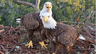 GABBY & BEAU WASTE NO TIME! 🦅 STICKS, SPANISH MOSS & NEST WORK BEGIN AT NEFL “THE HAMLET” 09.06.2026