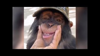 Funny Monkey Videos - Funny Monkeys Compilation 2021 by Funny Animals Compilation 8 views 2 years ago 3 minutes