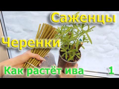 Черенки и саженцы. Как растет ива (1 выпуск)