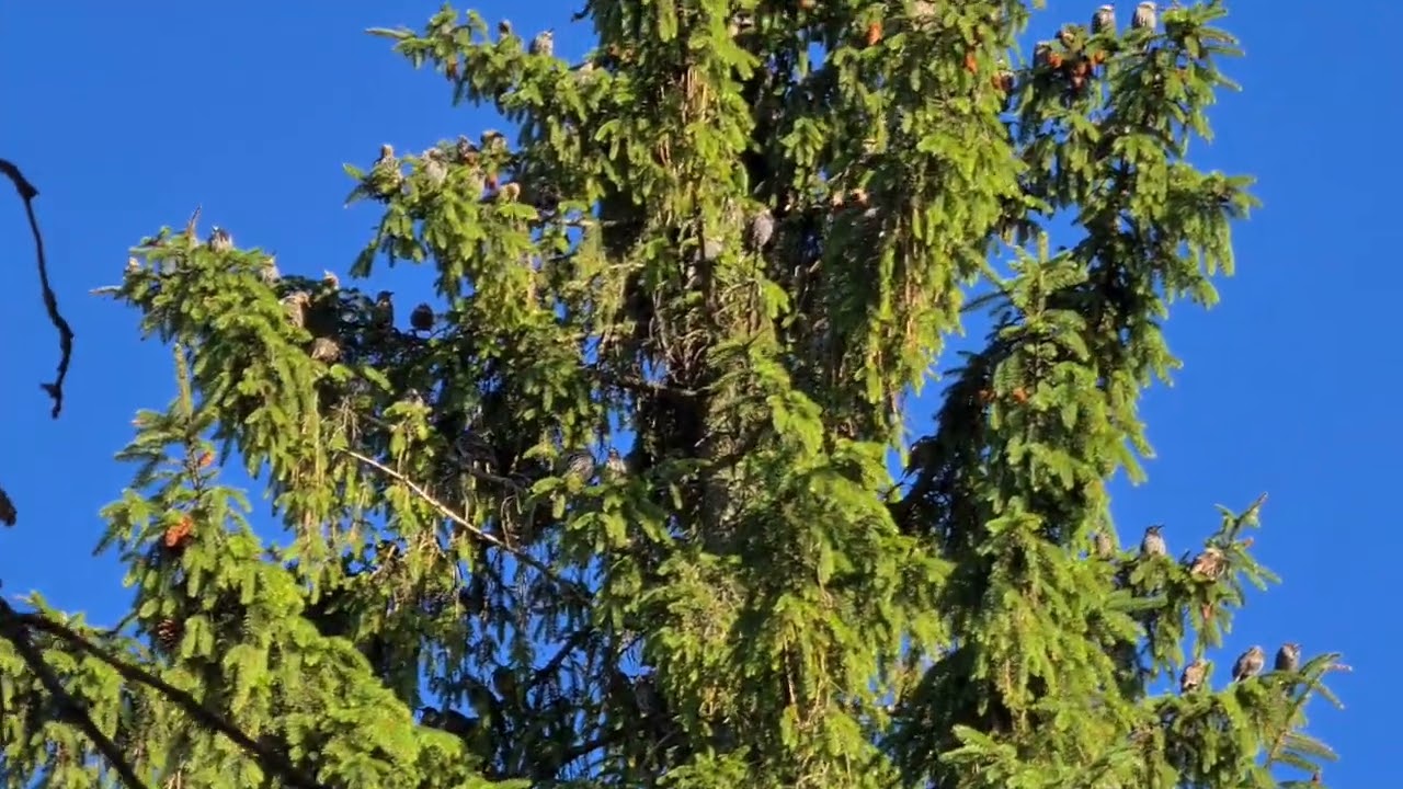 Мест нет! Летите, пожалуйста, в @Центр реабилитации 'Воронье Гнездо' ?? ...