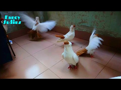 My Lovely Fancy Pigeon | American Yellow Helmet