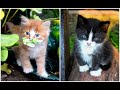 Подобранные котята Лео и Барсик Две спасённые жизни / Matched kittens Leo and Badger Two lives saved