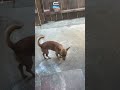 OMG is my dog okay?! #dog #pets #funny #funnydogs #funnypets #animals #cute
