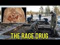 DNA Just Exposed The Drug Berserkers Drank Before Battle — And Their Genes Still Walk Modern Nor