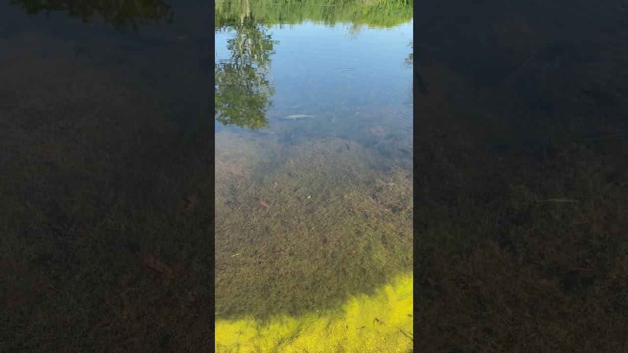 Bass family.. female, male and offspring.. stalking bream 2023 