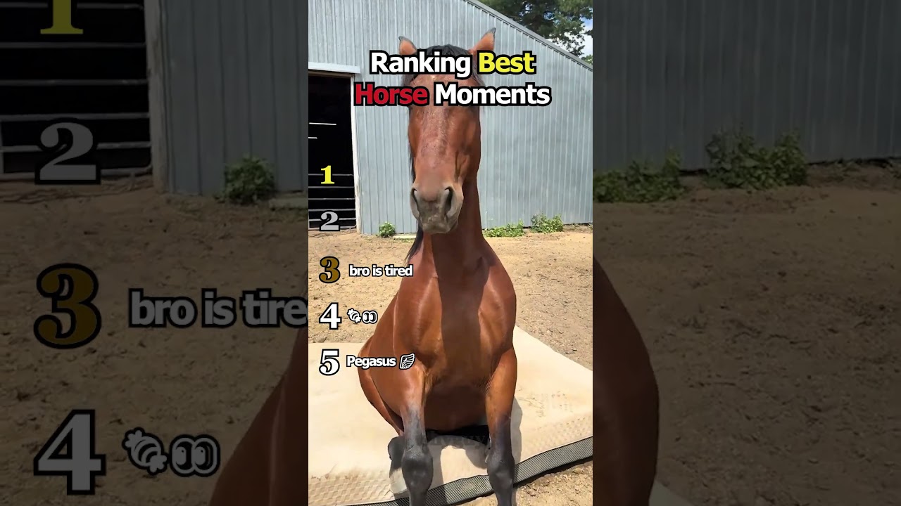 Ranking Best Horse Moments 🐴 🐎