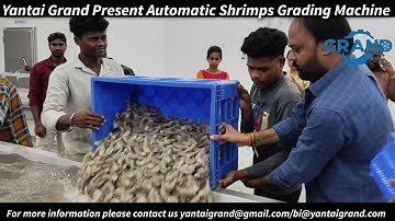 Yantai Grand Present Automatic Shrimps Grading Machine 20250511