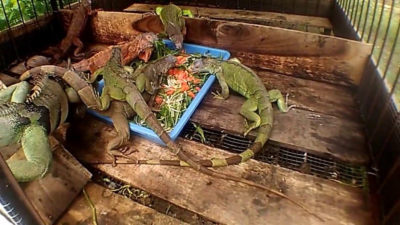 iguana pemakan